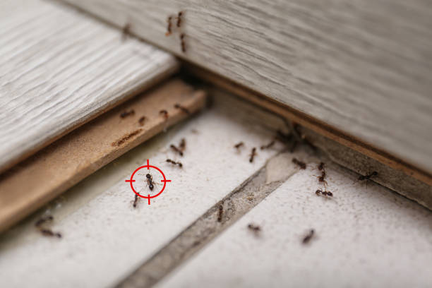Best Termite Control Services  in South Houston, TX