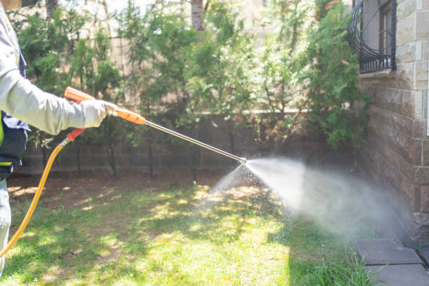 Best Flea Control Services  in South Houston, TX