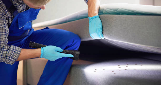 Best Ant Control Services  in South Houston, TX